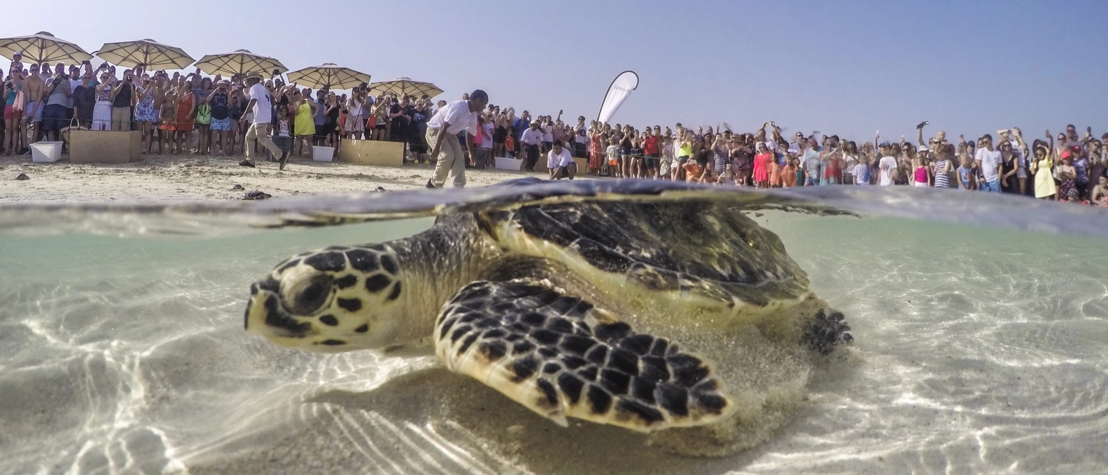 Выпуск морской черепахи в рамках Dubai Turtle Rehabilitation Project