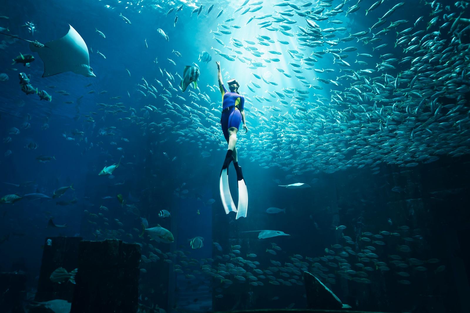Ambassador Lagoon в The Lost Chambers Aquarium
