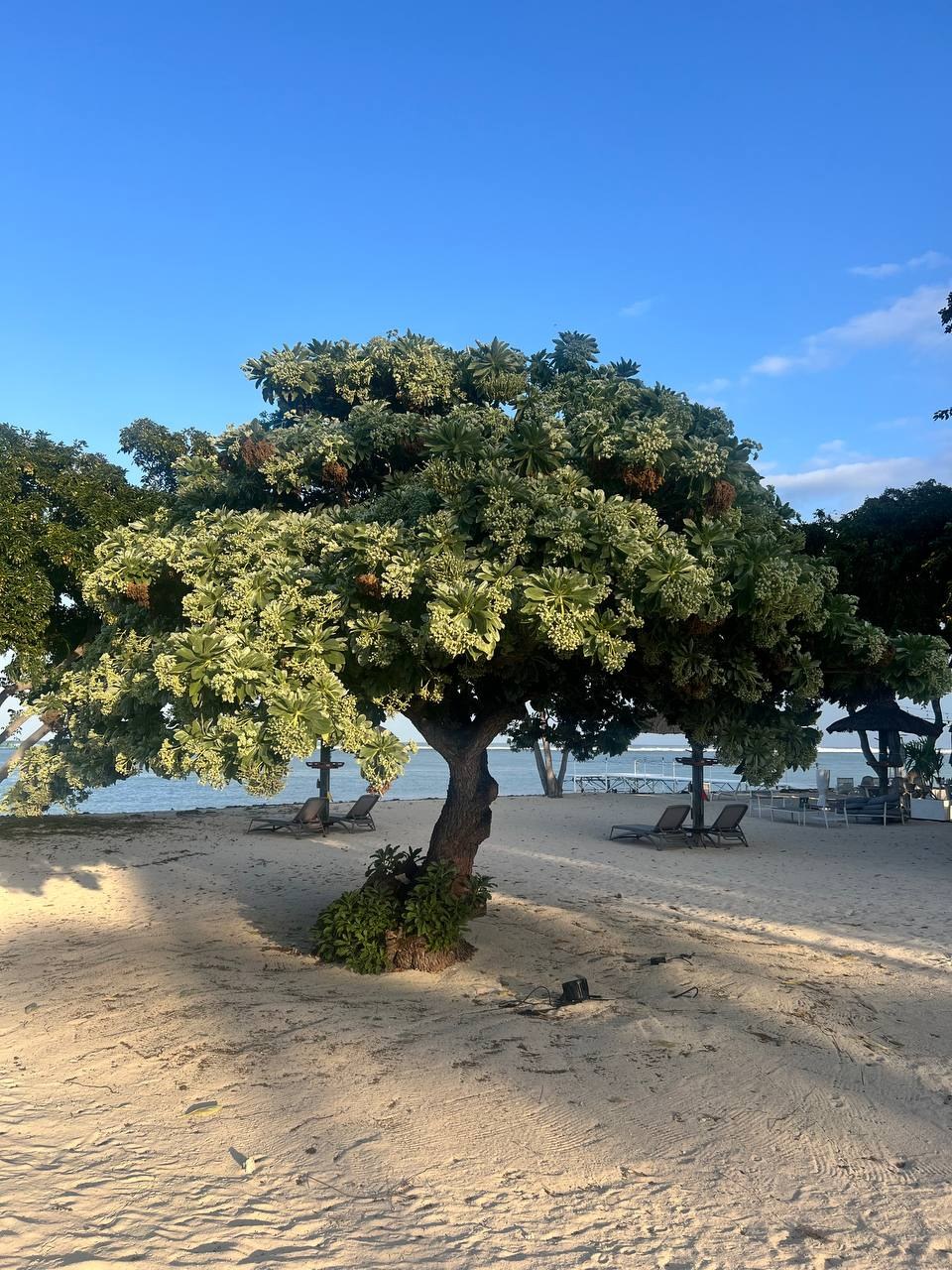 Пляж курорта: раскидистое дерево на песке у самой воды